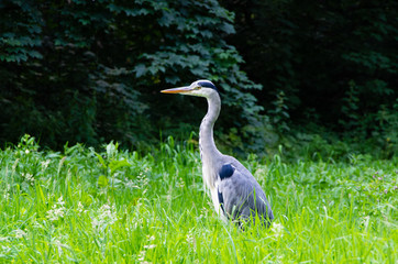 Blue heron