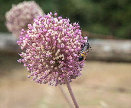 Una avispa liba en flor morada esf&eacute;rica, alium, en Alentejo, Portugal