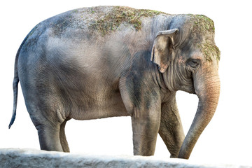 Fototapeta na wymiar Big elephant on white background, isolated.