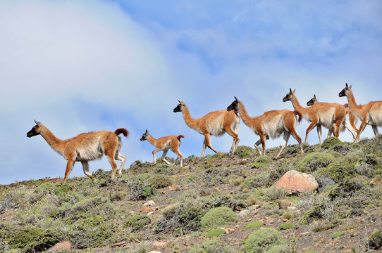 Guanacoes (Lama guanicoe), The name guanaco comes from the South American language Quechua word wanaku (old spelling, huanaco). Young guanacos are called chulengo(s).