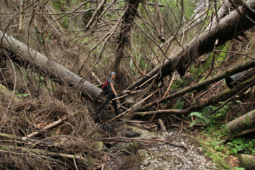 A tourist standing on a mountain trail blocked by broken trees