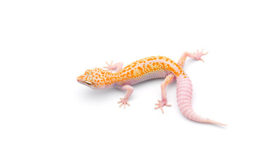 The common leopard gecko isolated on white background 