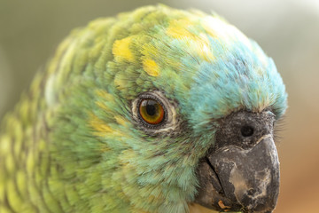 Amazone à front bleu en gros plan au zoo de Doué-la-Fontaine