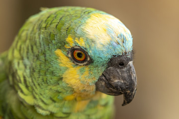 Amazone à front bleu en gros plan au zoo de Doué-la-Fontaine