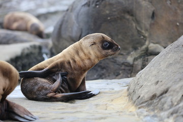 California Sea Lion 