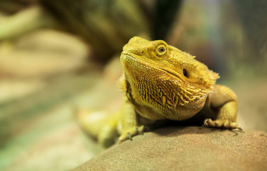 iguana giallla