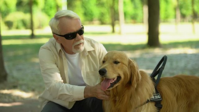 Blind senior man lovingly stroking guide dog, feeding pet in gratitude for help