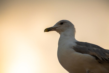 Nice big seagull on sea coast nature birds fauna 