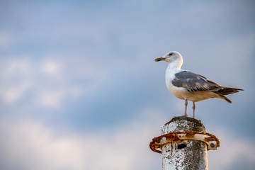 Nice big seagull on sea coast nature birds fauna 