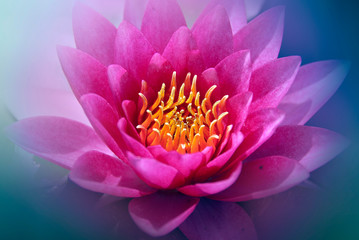 Water lily. Nymphaeaceae is a family of flowering plants. Members of this family are commonly called water lilies and live as rhizomatous aquatic herbs in temperate and tropical climates