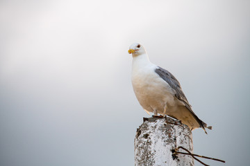 Nice big seagull on sea coast nature birds fauna 