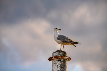 Nice big seagull on sea coast nature birds fauna 