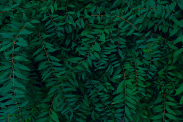 Green leaves texture background, cropped shot. Abstract nature background with a lot of copy space for text. Green leaves background.