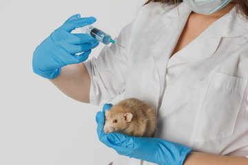 Veterinarian doctor is making a check up of a small little rat in the clinic. Veterinary Concept.