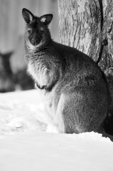 A wallaby is any animal belonging to the family Macropodidae that is smaller than a kangaroo and...