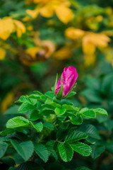 beautiful rose Bud Bush among the leaves, a flower garden