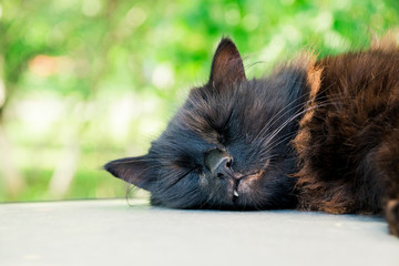 Naklejka na ściany i meble Yard black fluffy cat sleeping on the car