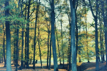 Broad leaf trees forest at autumn / fall sunlight