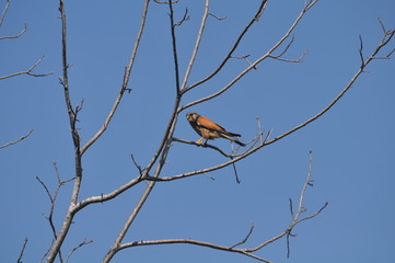 The beautiful birds Common kestrel in the natural environment