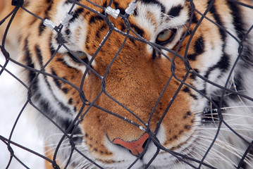 Tiger close up: The tiger (Panthera tigris) is the largest cat species. It is the third largest...