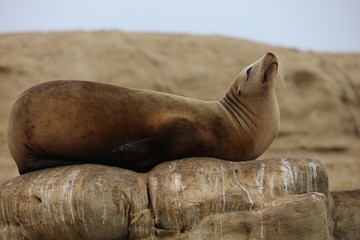 California Sea Lion 