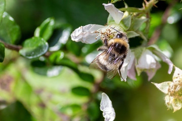 Honey Bee Pollinating Blackberry Bushes