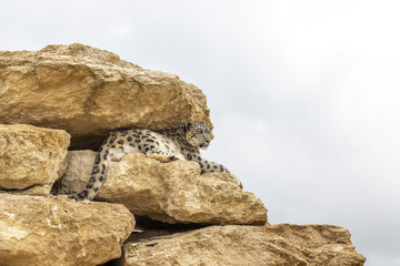 Panthère des neiges se reposant sur un rocher au zoo de Doué-la-Fontaine