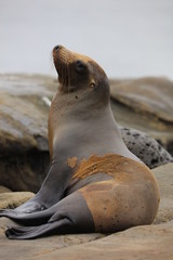 California Sea Lion 