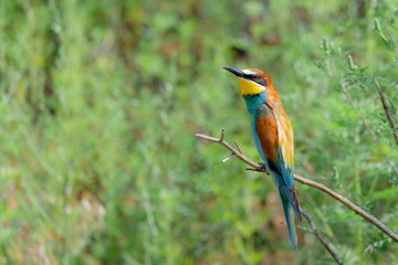 European bee-eater or Merops apiaster is sitting on a twig
