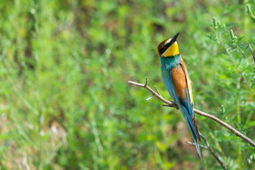 European bee-eater or Merops apiaster is sitting on a twig