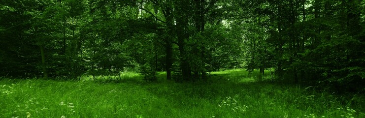 Lush green broad leaf trees forest on summer day