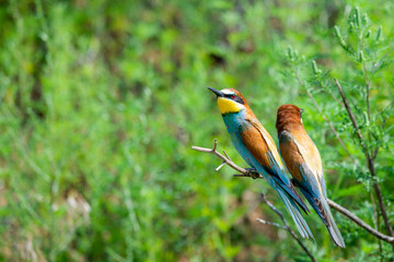 Two European bee-eaters sits on an inclined branch on a blurred green background in bright sunlight. One bird hold a bee in its beak