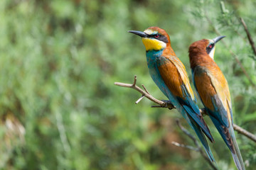 Two European bee-eaters sits on an inclined branch on a blurred green background in bright sunlight
