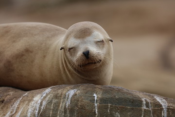 Fototapeta premium California Sea Lion