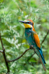 European bee-eater or Merops apiaster is sitting on a twig