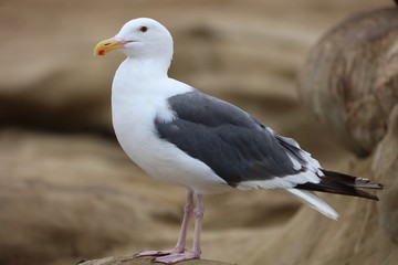 seagull on beach