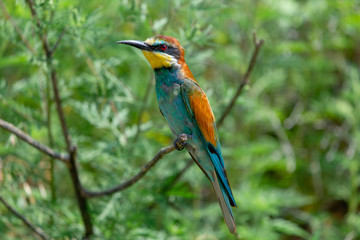 European bee-eater or Merops apiaster is sitting on a twig