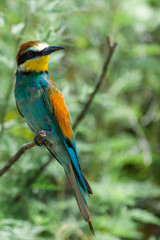 European bee-eater or Merops apiaster is sitting on a twig