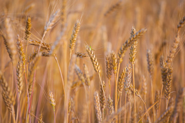 field wheat plant nature background 
