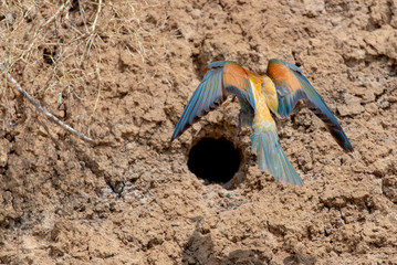 European Bee-eater or Merops apiaster on ground near hole nest
