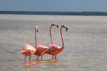 Tres flamencos caminando
