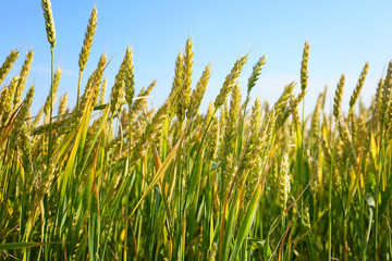 Fototapeta premium Spikelets on wheat field on summer day