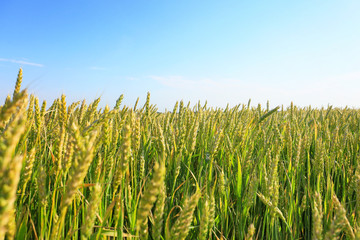 Obraz premium Young wheat field on summer day
