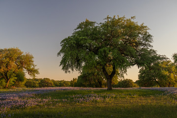 Bluebonnets wildflowers under large trees in field and blue sky background