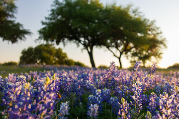 Bluebonnets wildflowers under large trees in field and blue sky background