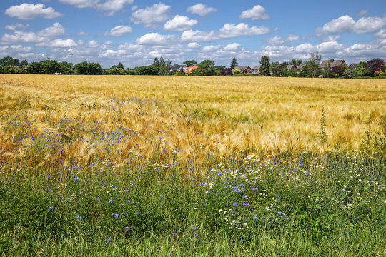 Gerstenfeld mit Kornblumen und Echter Kamille am Feldrand. Im Hintergrund das Dorf Hammoor in Schleswig-Holstein, Deutschland