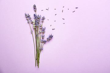 Beautiful lavender flowers on color background