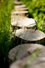 row wooden stumps