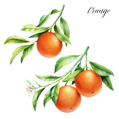 Isolated two oranges on a branch. Watercolor illustrartion of citrus tree with leaves and blossoms.