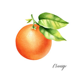 Isolated orange with leaves. Watercolor illustrartion of citrus juicy fruit.